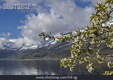 
                Fjord, Kirschbaumblüte, Sorfjord, Lofthus                   