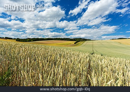 
                Landwirtschaft, Getreidefeld, Kulturlandschaft                   