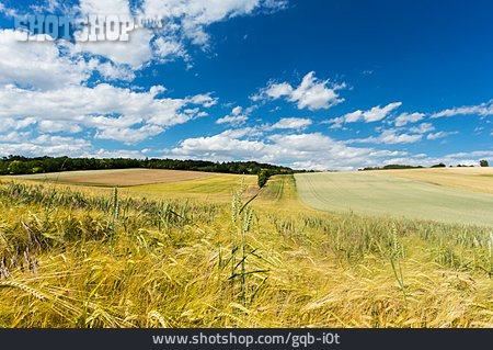 
                Landwirtschaft, Getreidefeld, Kulturlandschaft                   