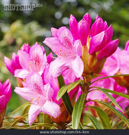 
                Rhododendron                   