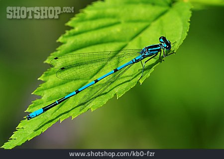
                Libelle, Blaue Federlibelle                   