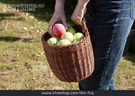 
                Apfel, Ernte, Pflücken, Apfelernte, Ernten, Bioobst                   