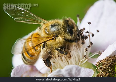 
                Biene, Bestäubung                   