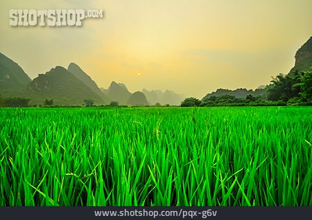 
                China, Reisfeld, Reisanbau                   