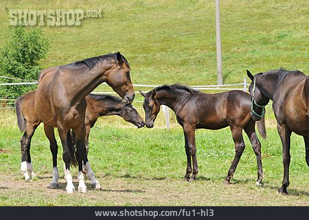 
                Tierfamilie, Pferd                   
