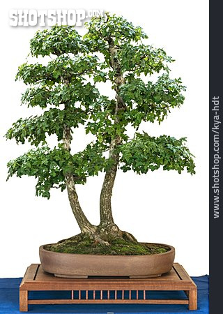
                Bonsaibaum, Französischer Ahorn                   