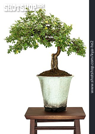 
                Bonsaibaum, Fünffingerstrauch                   