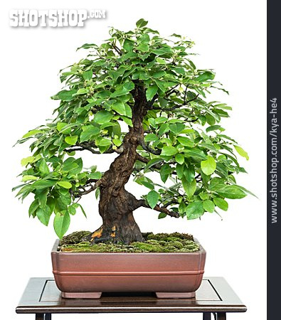 
                Bonsaibaum, Pseudocydonia Sinensis                   