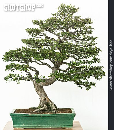 
                Bonsaibaum, Chinesische Ulme                   