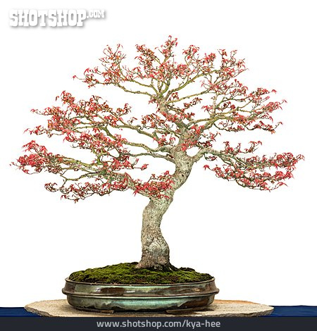 
                Bonsaibaum, Roter Fächerahorn                   