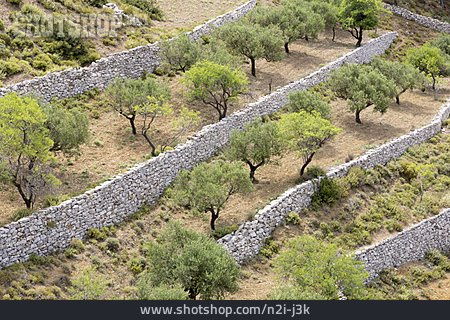 
                Griechenland, Olivenbaum, Olivenplantage                   