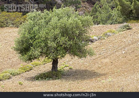 
                Griechenland, Olivenbaum                   