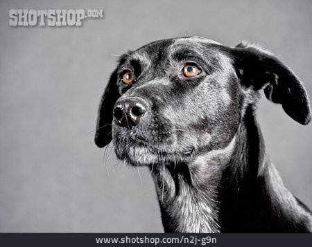 
                Hund, Jagdhund, Tierporträt                   