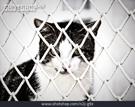 
                Katze, Eingesperrt                   