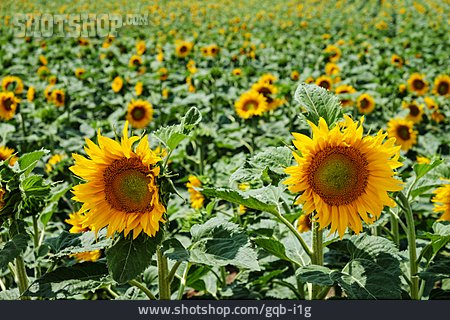 
                Sonnenblume, Sonnenblumenfeld                   