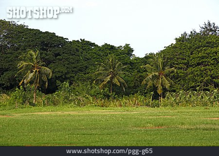 
                Dschungel, Afrika, Ghana                   
