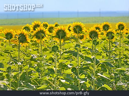 
                Landwirtschaft, Sonnenblumen, Sonnenblumenfeld                   