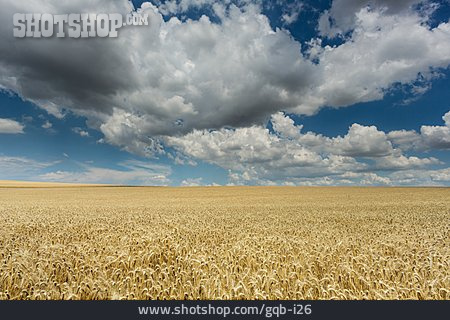 
                Landwirtschaft, Weizenfeld                   