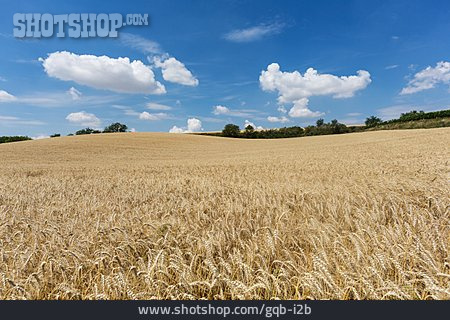 
                Landwirtschaft, Gerstenfeld, Getreidefeld                   