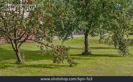 
                Fallobst, Apfelbaum, äpfel                   
