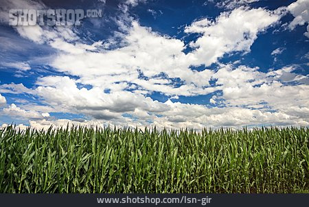 
                Landwirtschaft, Maisfeld, Maisanbau                   