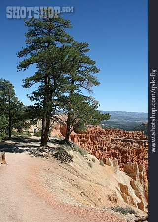 
                Nadelbaum, Utah, Bryce Canyon                   