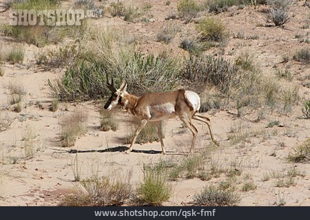 
                Antilope, Gabelbock                   