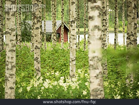 
                Birkenwald, Finnland                   