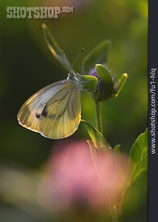 
                Butterfly, Postillon                   
