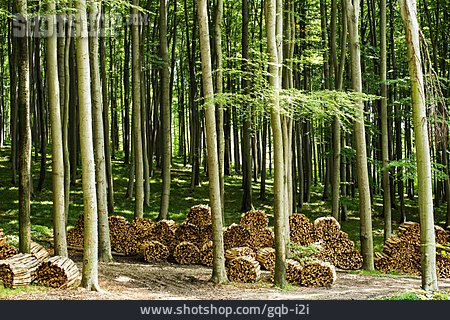 
                Holzstapel, Forstwirtschaft                   