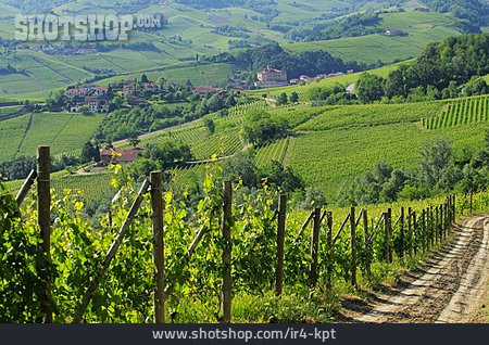
                Weinberg, Piemont, Weinanbaugebiet                   
