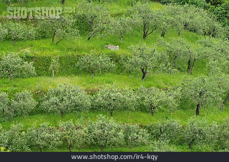 
                Olivenbaum, Plantage, Olivenbaumplantage                   