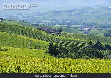 
                Italien, Weinanbau, Piemont                   