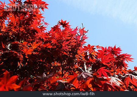 
                Herbstlaub, Japanischer Ahorn                   