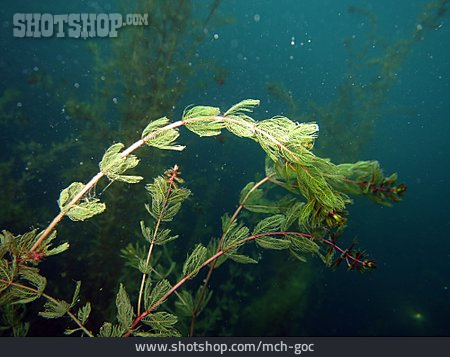 
                Unterwasserpflanze, Tausendblatt                   