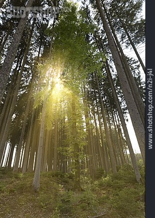 
                Sonnenlicht, Kiefernwald                   
