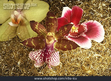 
                Dekoration, Orchidee                   