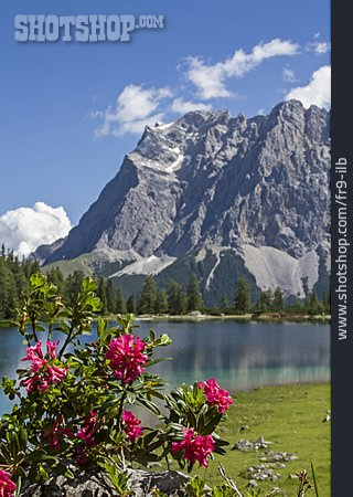 
                Gebirgssee, Zugspitze, Alpenrose                   
