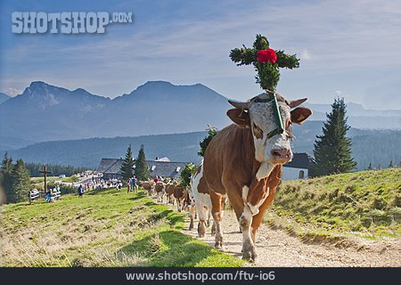 
                Kuh, Alpen, Almabtrieb                   