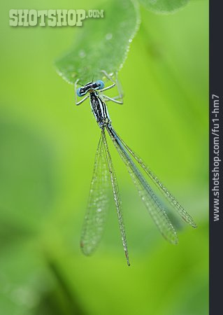 
                Libelle, Blaue Federlibelle                   