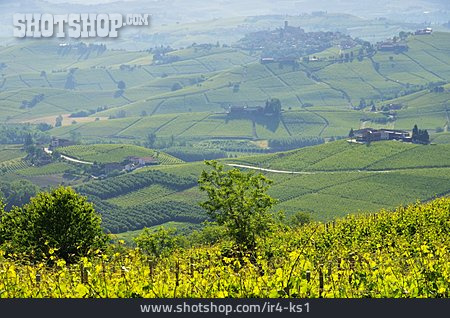
                Italien, Weinanbau, Piemont                   