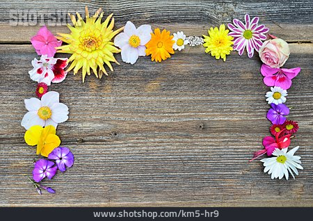 
                Textfreiraum, Blume, Blüten                   