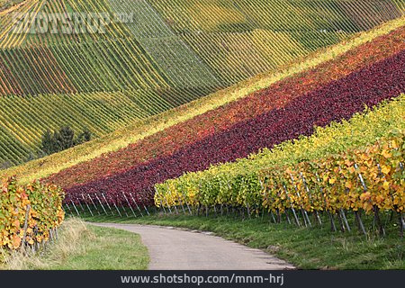 
                Herbst, Weinberge, Weinreben                   