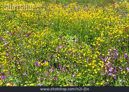 
                Blumenwiese, Frühlingswiese, Alpenblumen                   