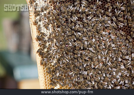 
                Biene, Bienenzucht, Bienenvolk                   
