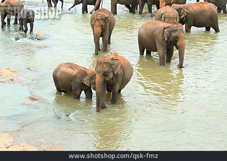 
                Elefant, Indien, Sri Lanka                   