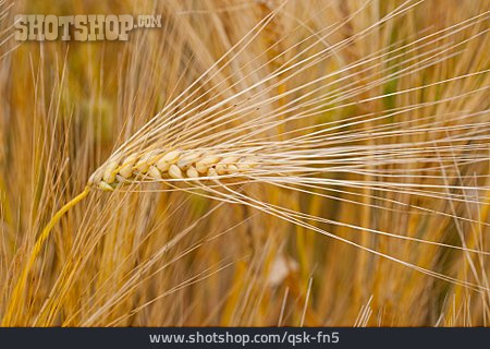 
                Grain, Barley, Barley                   