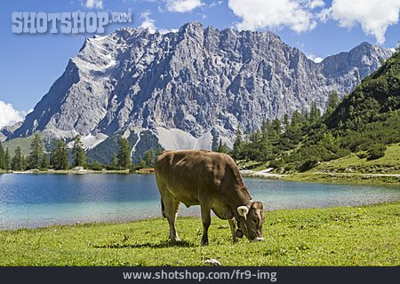 
                Kuh, Alpen, Zugspitze, Alm                   