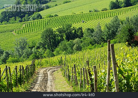
                Weinbau, Piemont, Kulturlandschaft                   