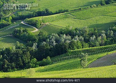 
                Weinbau, Piemont, Kulturlandschaft                   